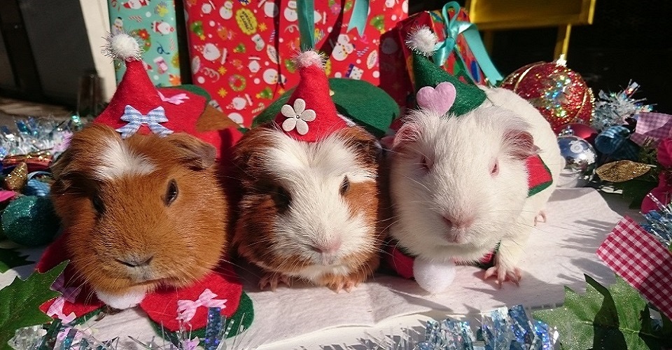 クリスマスアニマルパレードの様子