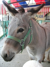 移動動物園.jpg