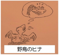裸ヒナ.jpg