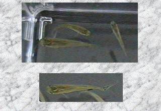 �L�����_�ΌS���ؒ��̃��_�J