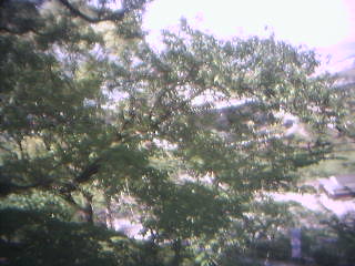 尾道現在の桜開花状況